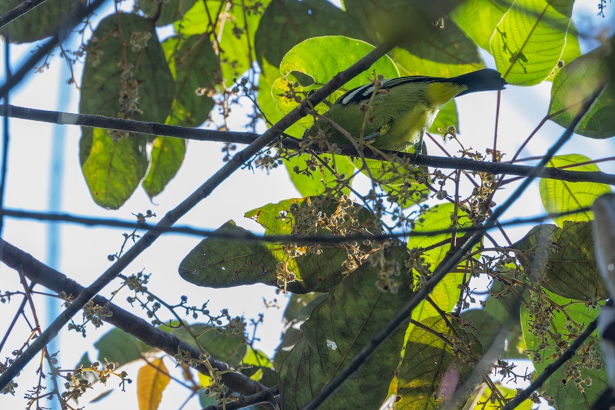 Green Iora - ML640511831