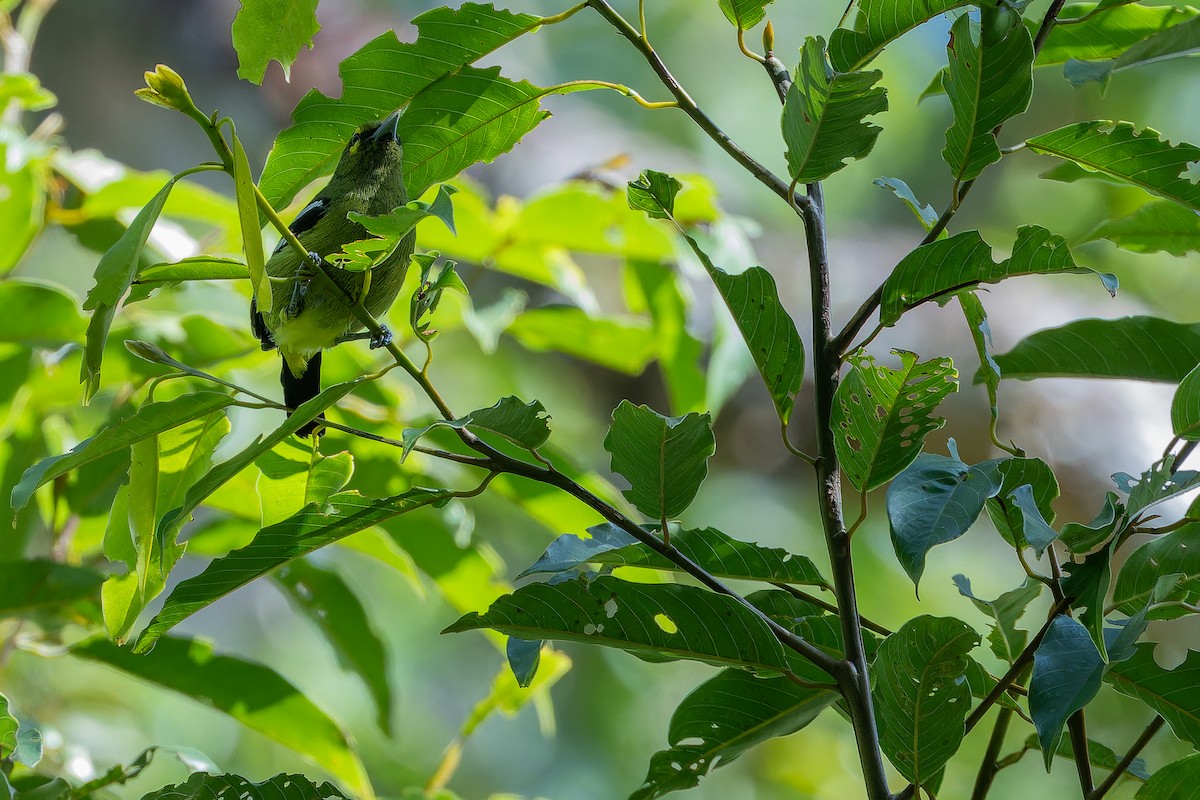 Green Iora - ML640511832