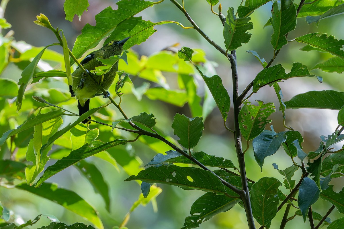 Green Iora - ML640511833