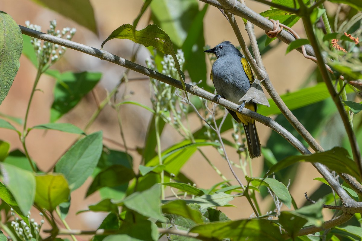 Gray-bellied Bulbul - ML640511835