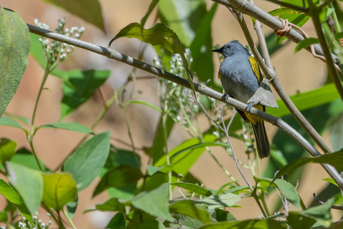 Gray-bellied Bulbul - ML640511836