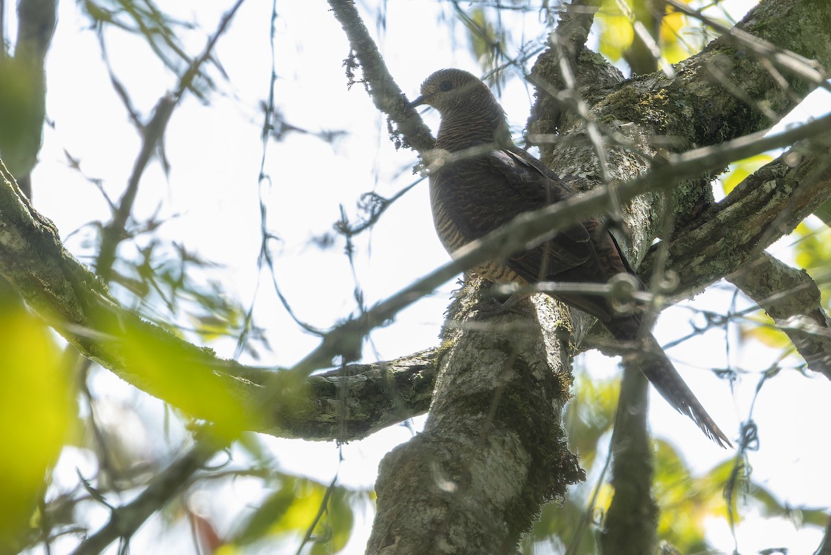 Barred Cuckoo-Dove - ML640511853