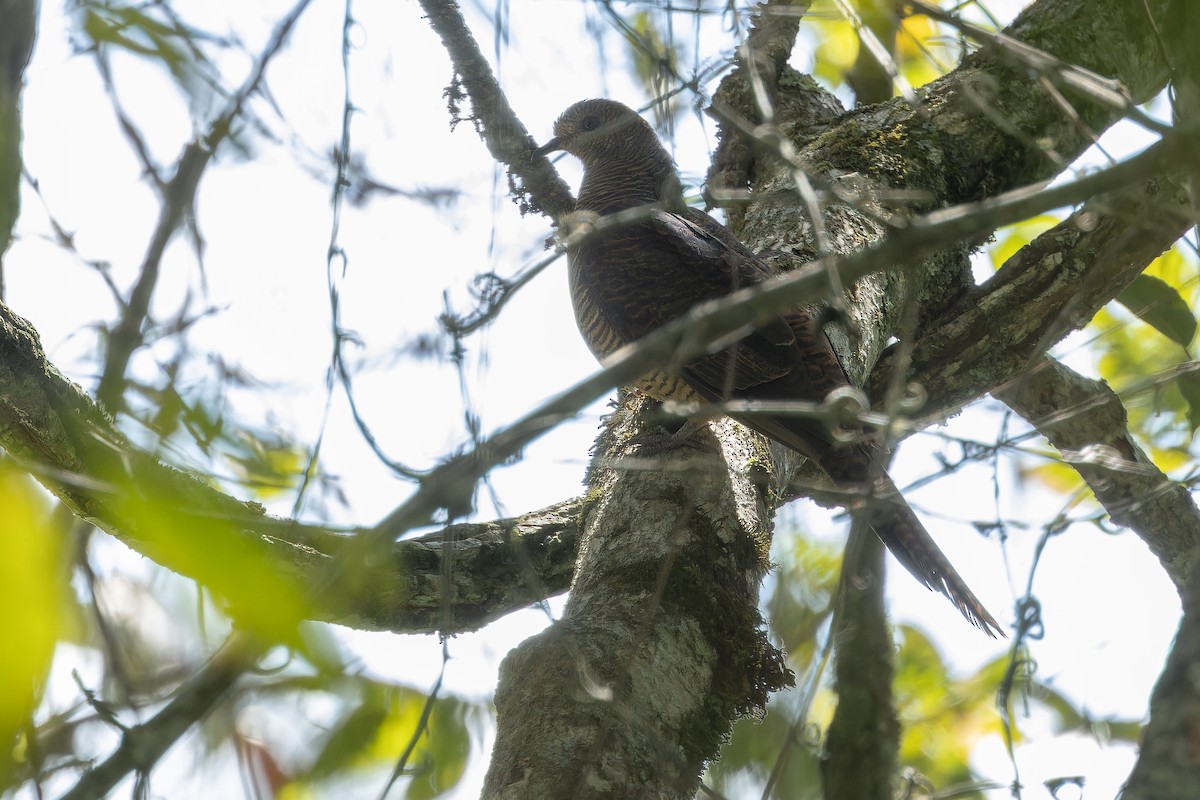 Barred Cuckoo-Dove - ML640511855