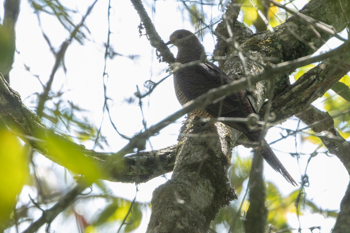 Barred Cuckoo-Dove - ML640511856