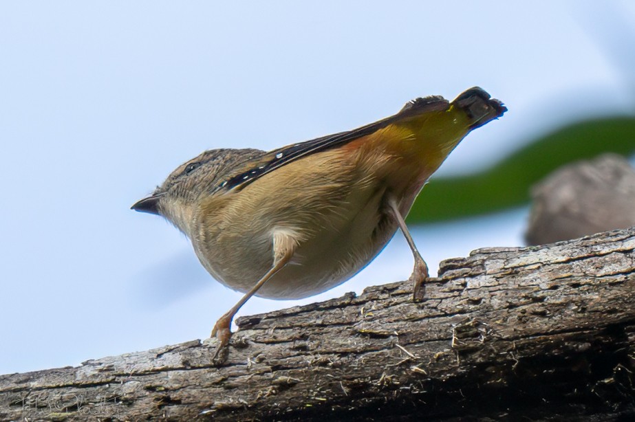 Spotted Pardalote (Spotted) - ML640511857