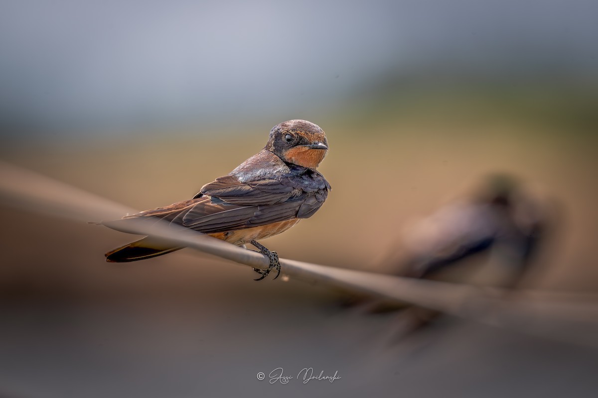 Асрын хараацай - ML640511876