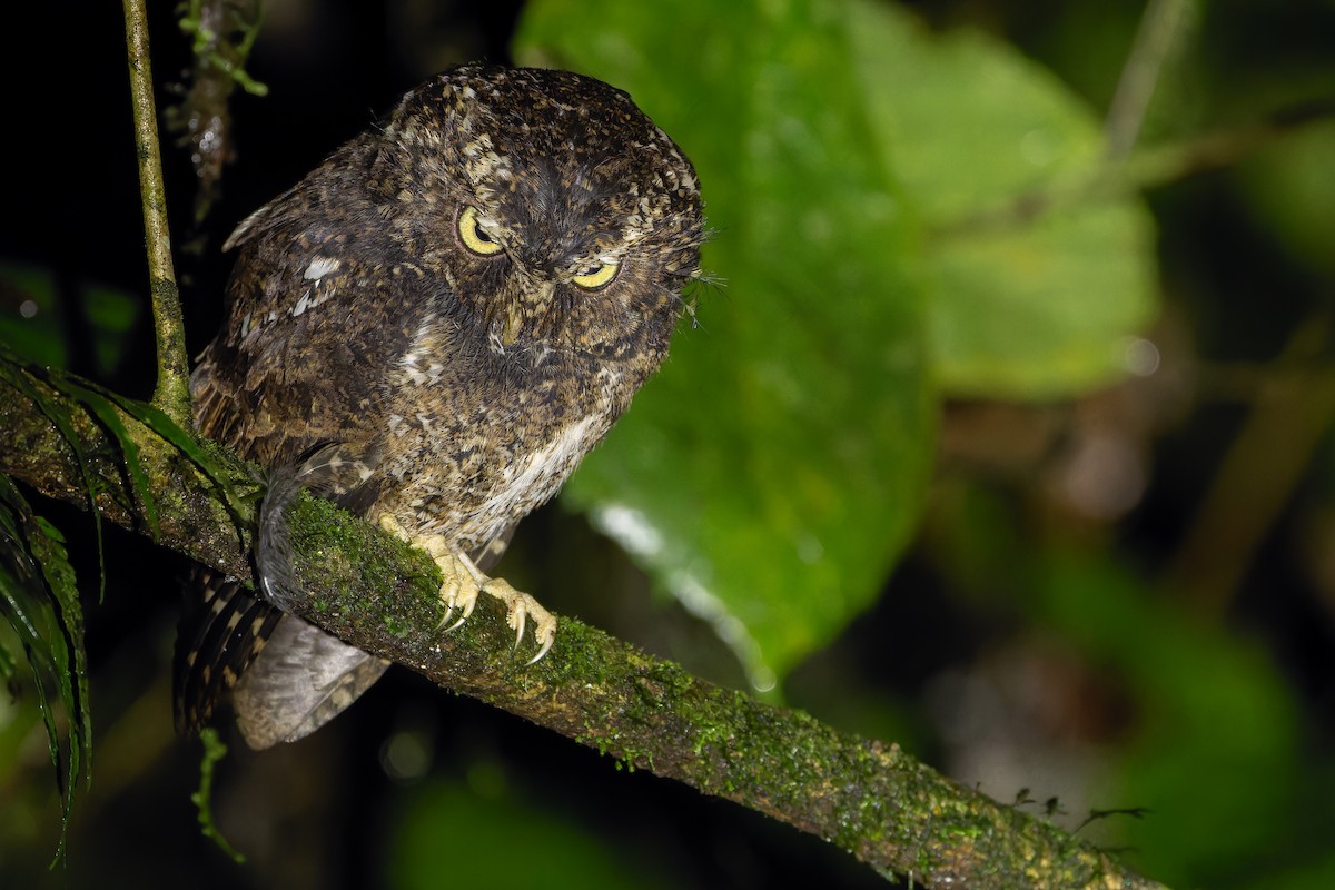 Mountain Scops-Owl - ML640511957