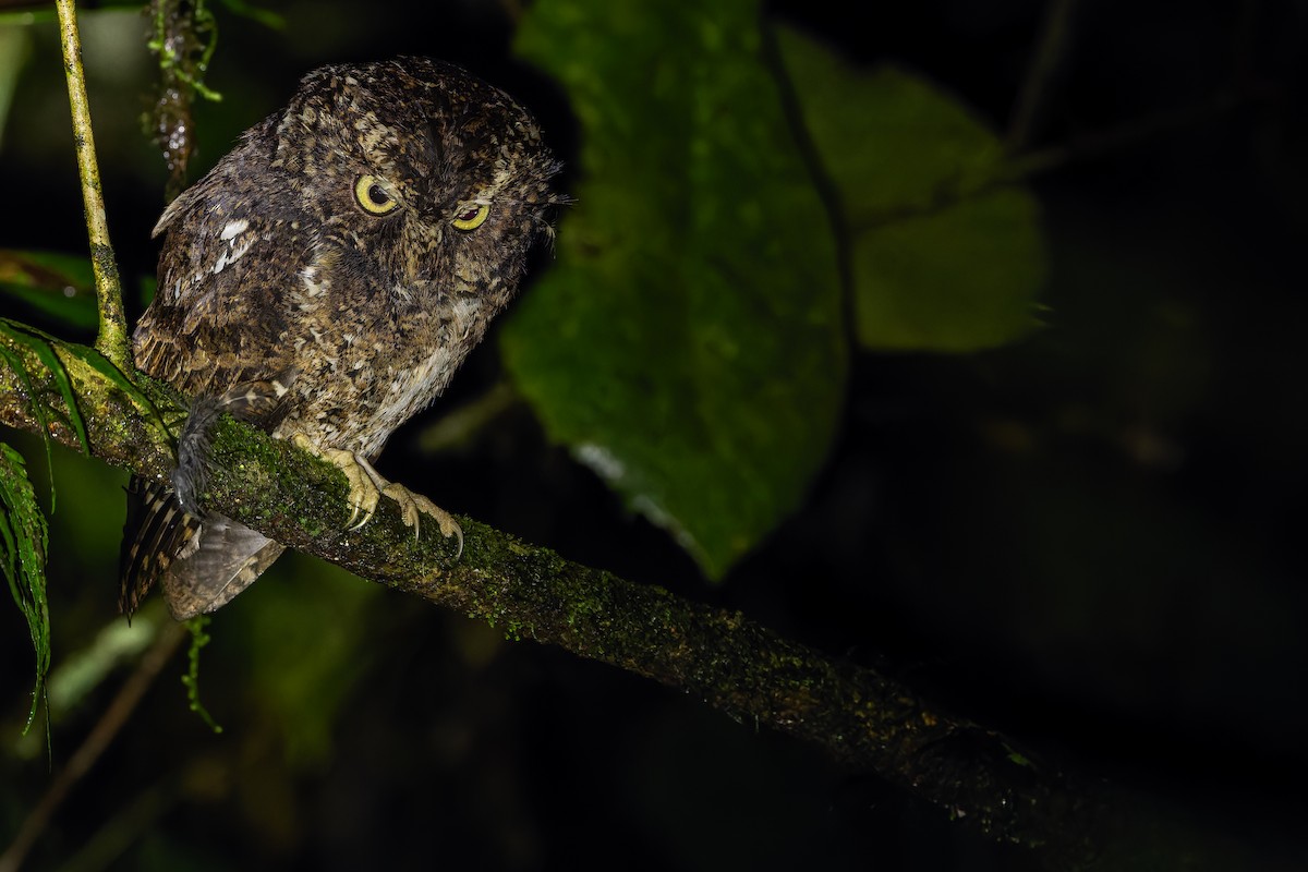Mountain Scops-Owl - ML640511958