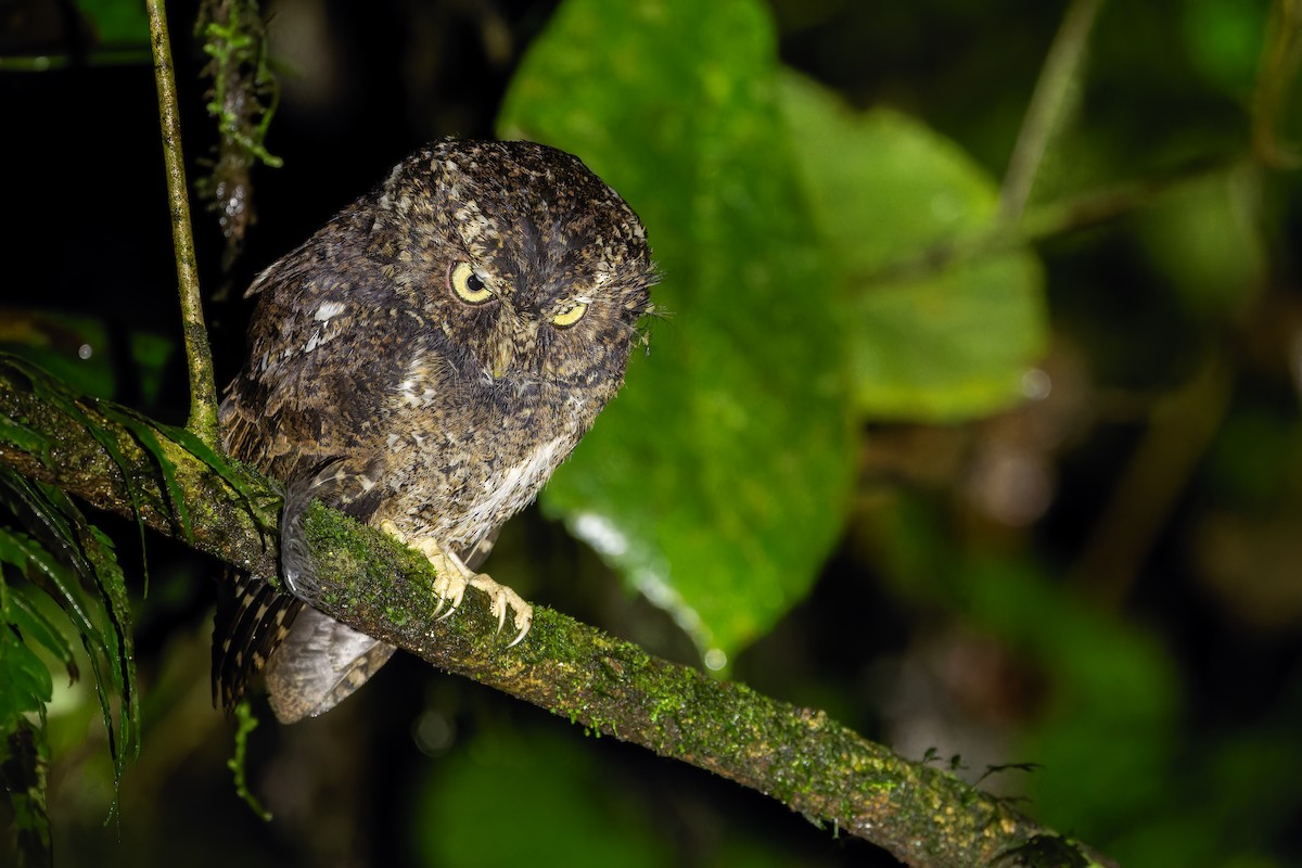 Mountain Scops-Owl - ML640511961