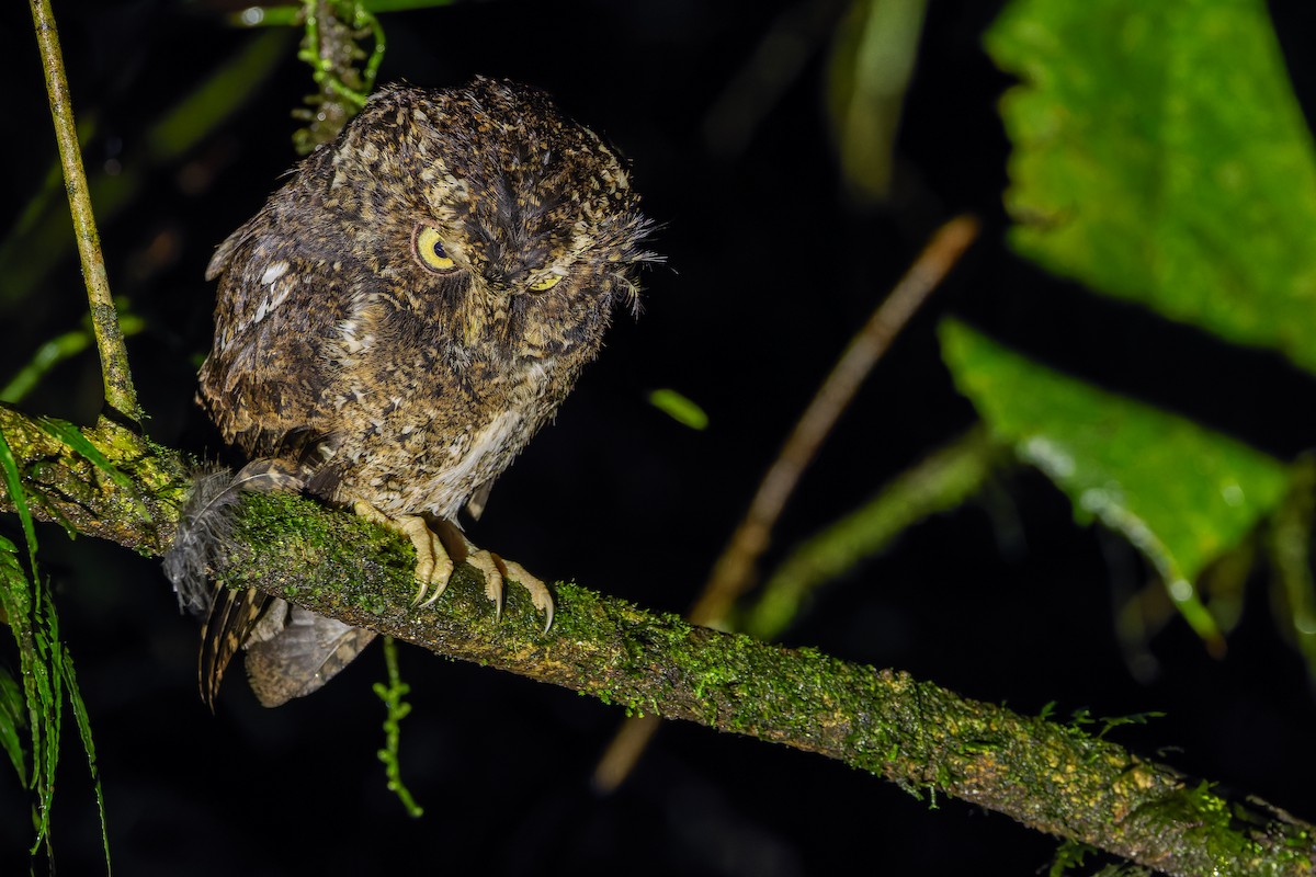 Mountain Scops-Owl - ML640511962