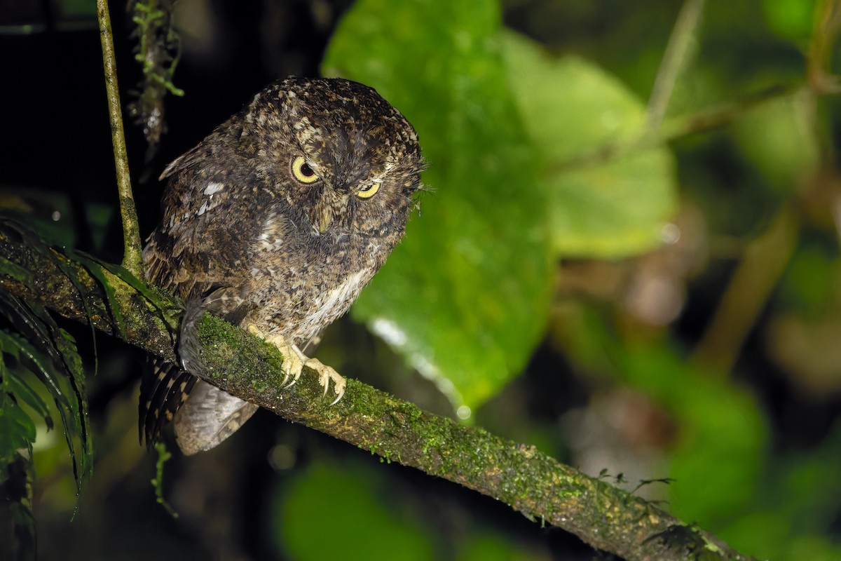 Mountain Scops-Owl - ML640511963