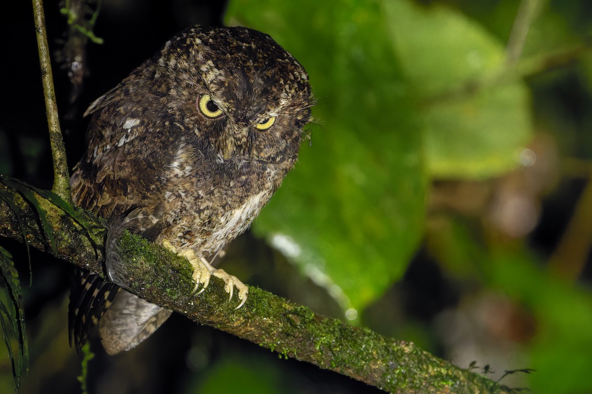 Mountain Scops-Owl - ML640511964