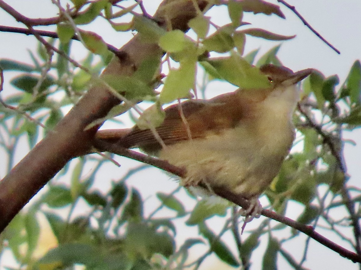Terrestrial Brownbul - ML640511998