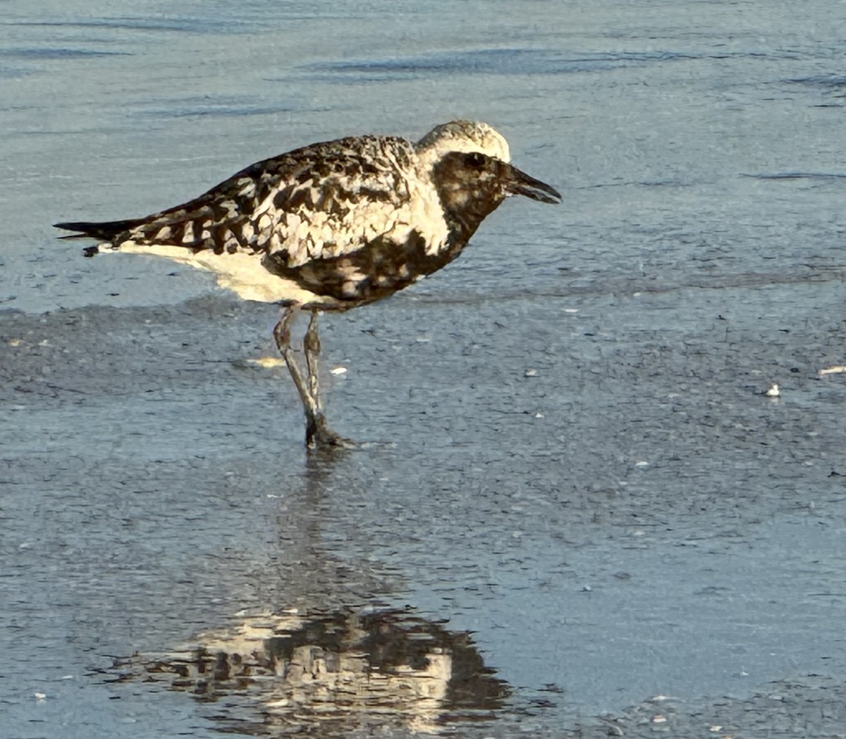 Black-bellied Plover - ML640512107