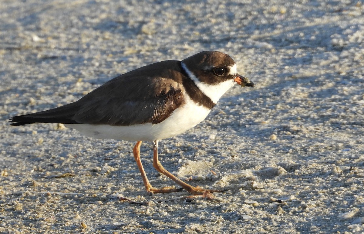 Semipalmated Plover - ML640512108