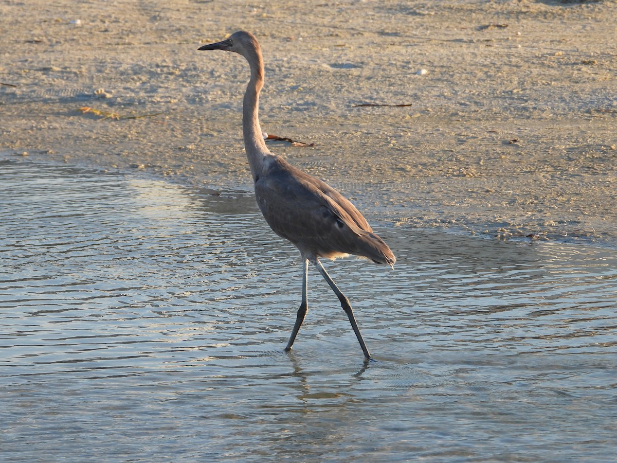Reddish Egret - ML640512110