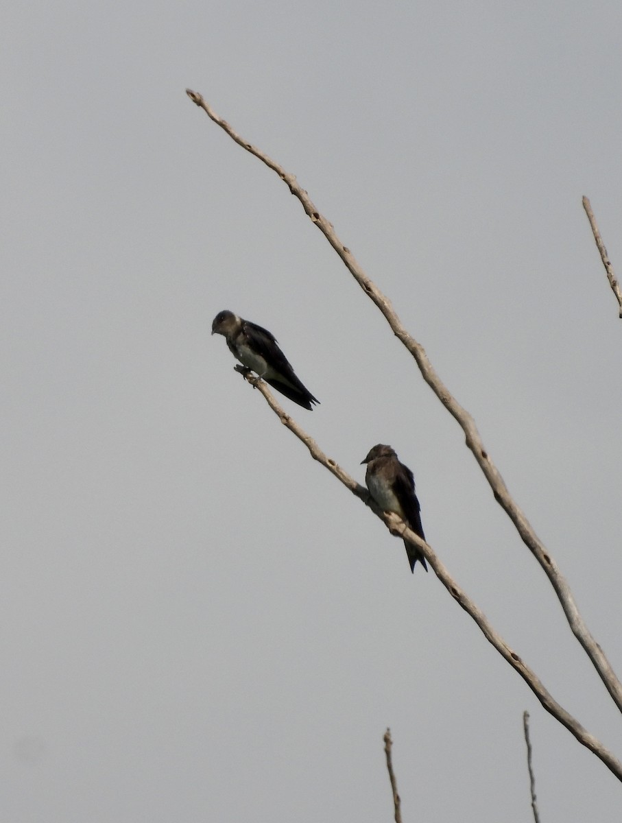 Purple Martin - ML640512145