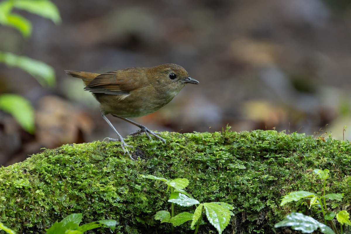 Lesser Shortwing - ML640512151