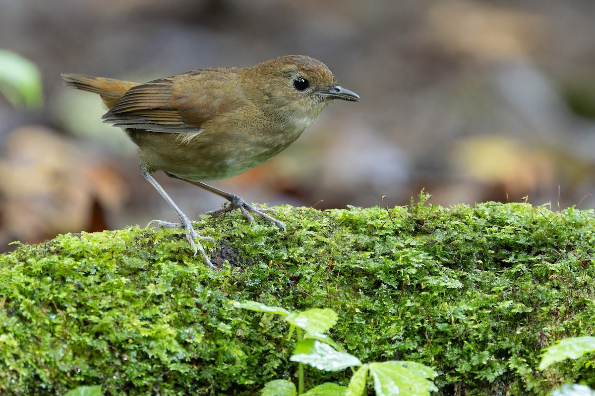 Lesser Shortwing - ML640512153
