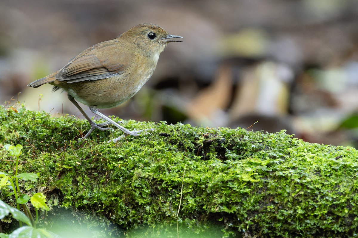Lesser Shortwing - ML640512154