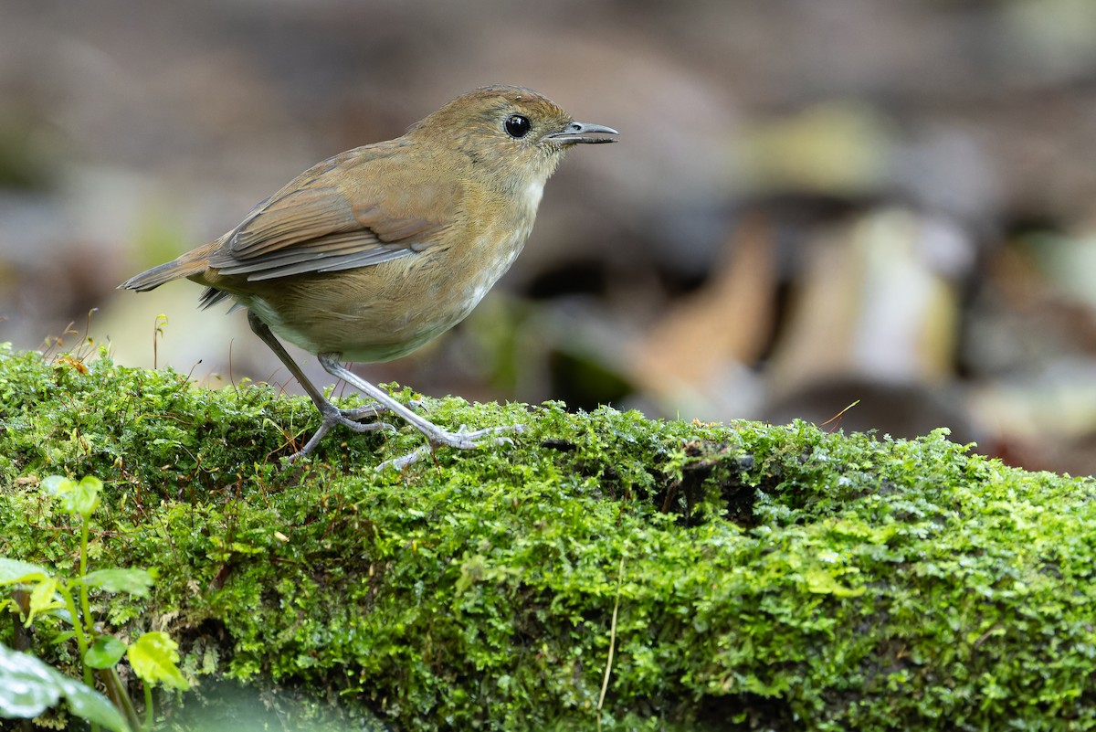 Lesser Shortwing - ML640512155