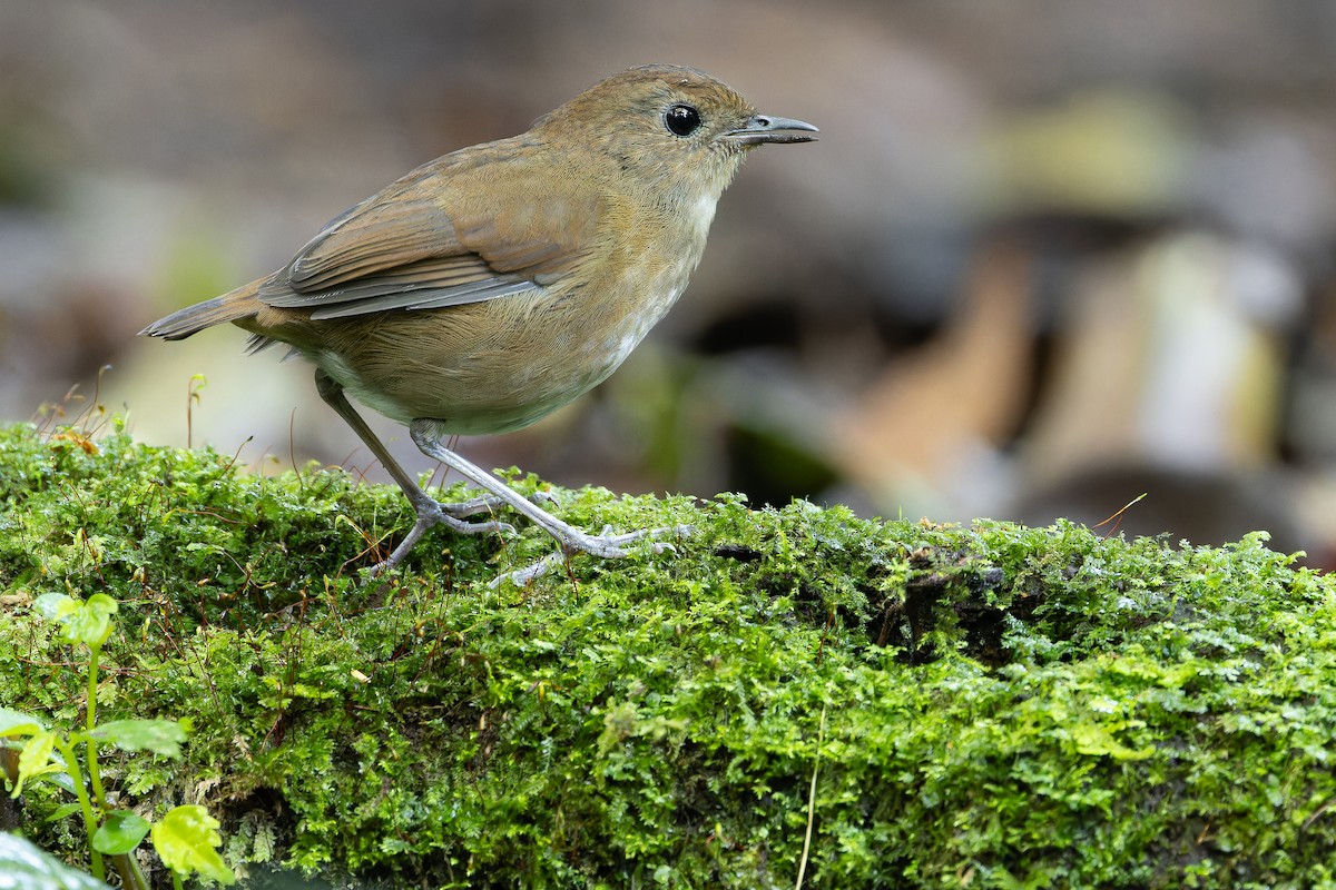 Lesser Shortwing - ML640512156