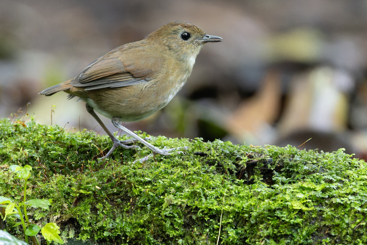 Lesser Shortwing - ML640512157