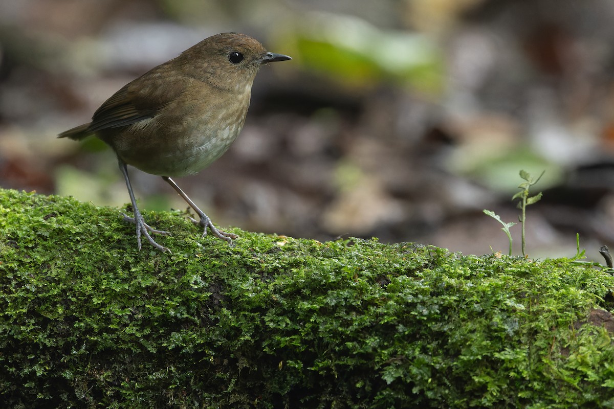 Lesser Shortwing - ML640512180