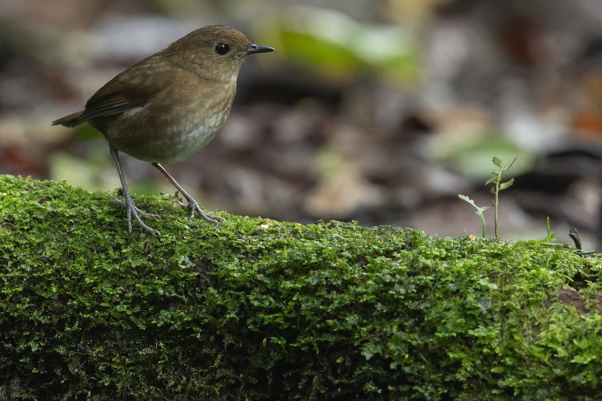 Lesser Shortwing - ML640512181