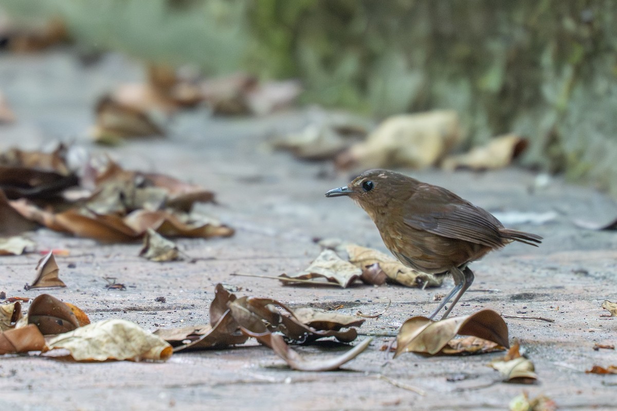 Lesser Shortwing - ML640512271