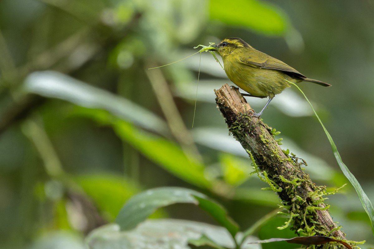 Mountain Leaf Warbler - ML640512285