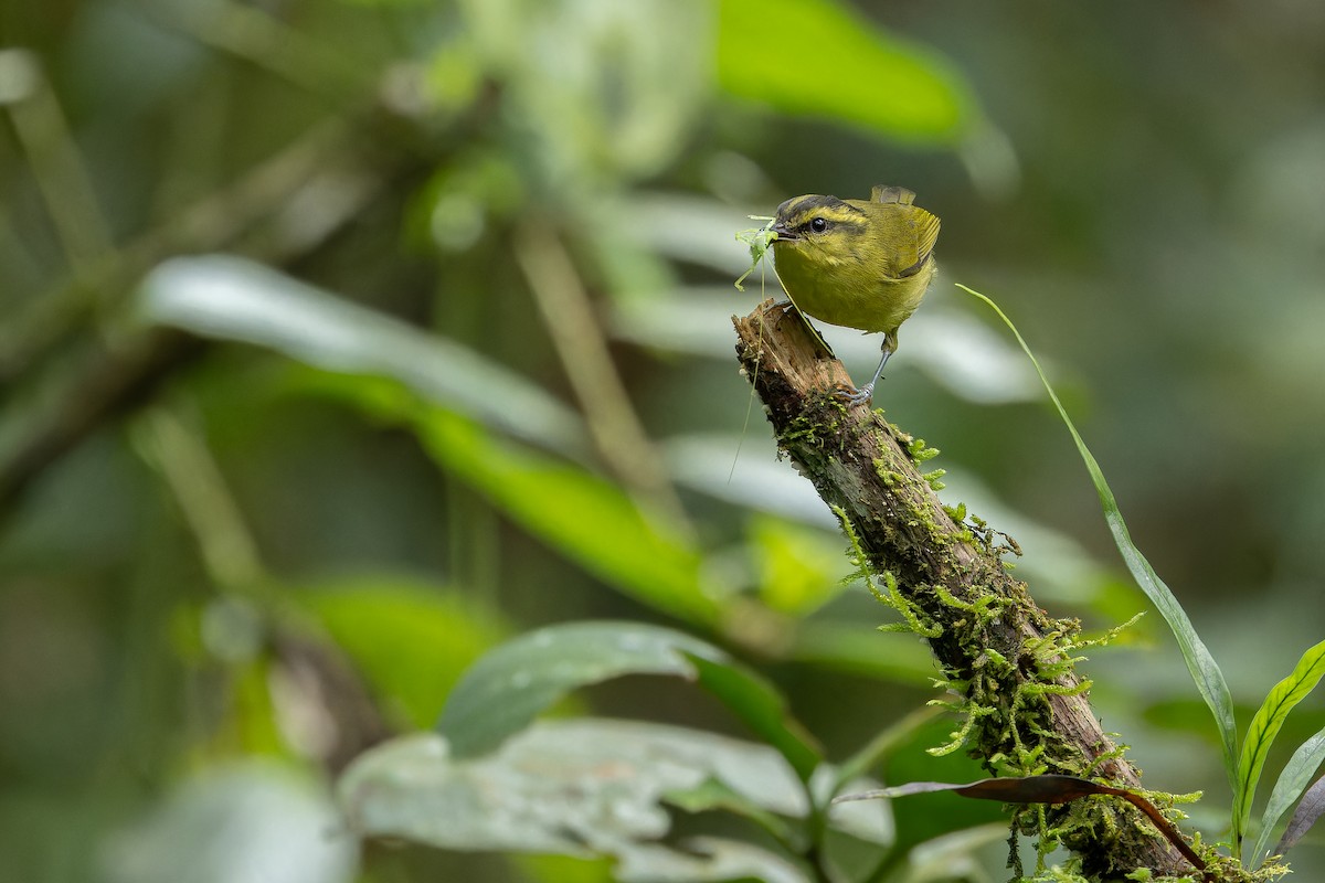 Mountain Leaf Warbler - ML640512286