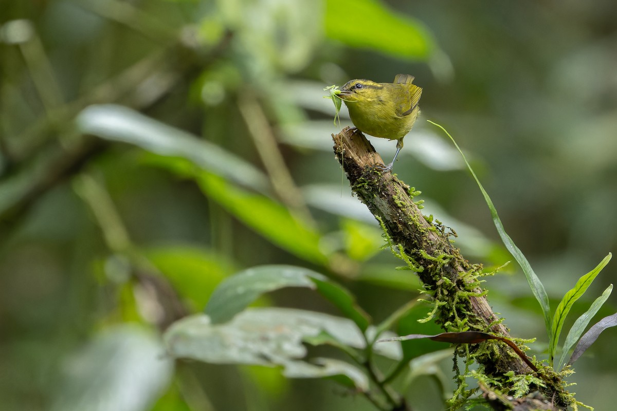 Mountain Leaf Warbler - ML640512287