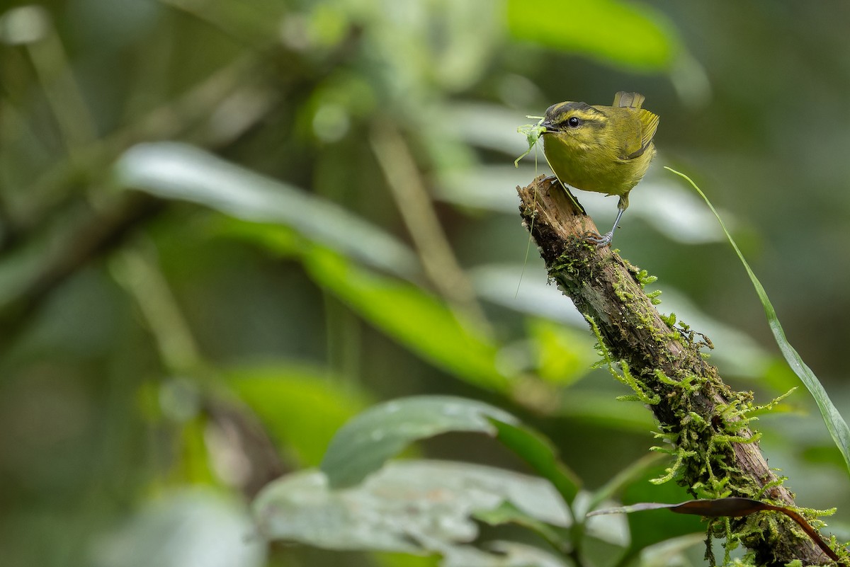 Mountain Leaf Warbler - ML640512288