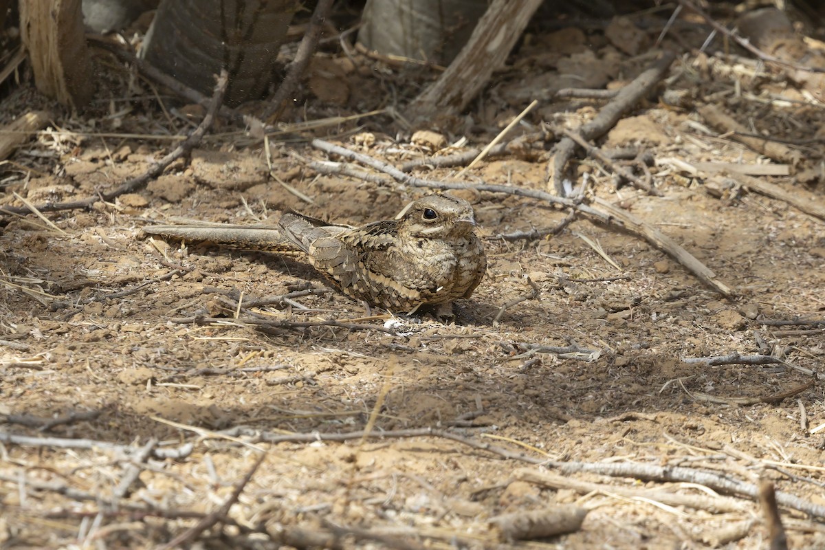 Long-tailed Nightjar - ML640512414