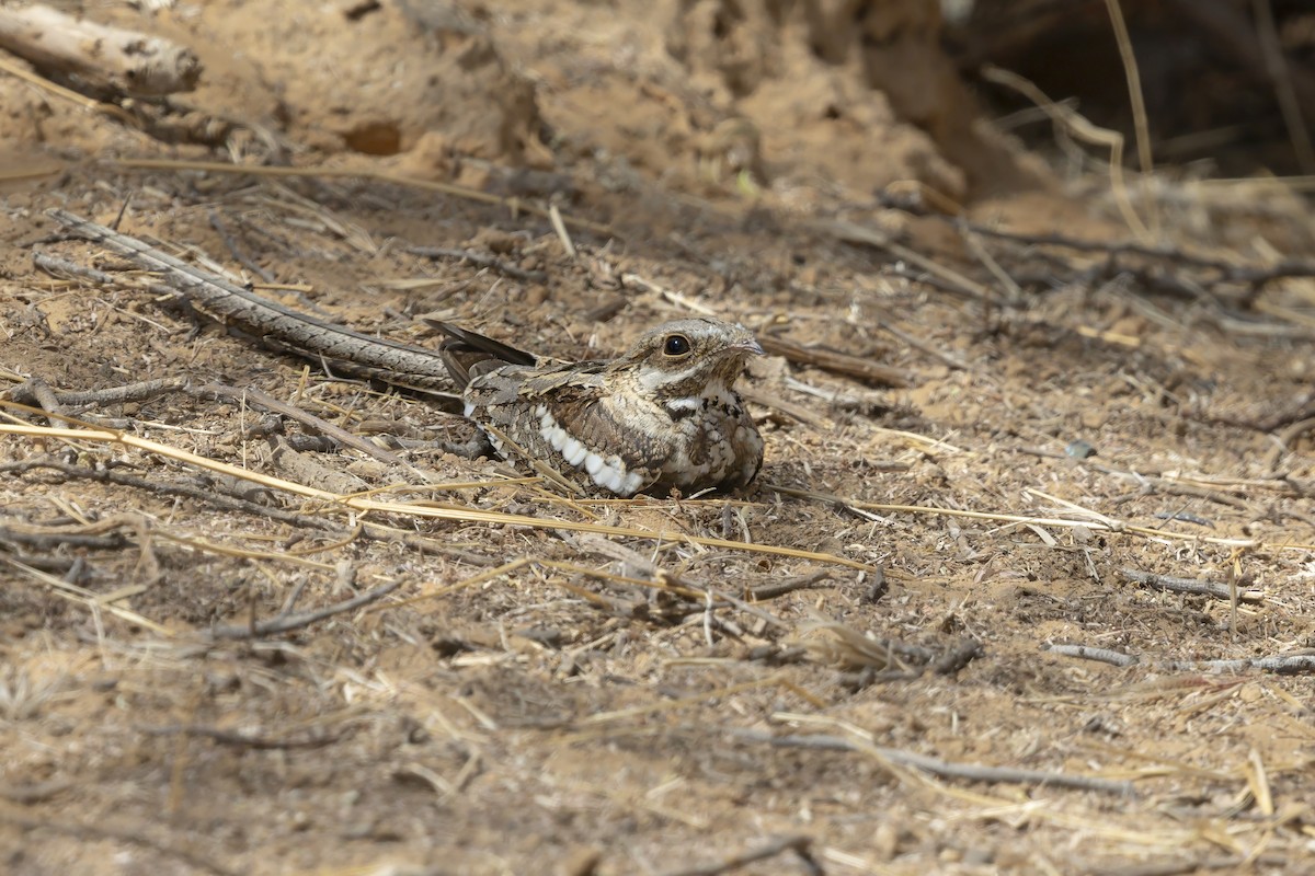 Long-tailed Nightjar - ML640512415