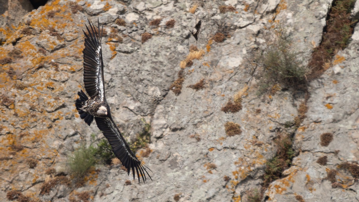 Rüppell's Griffon - ML640512452