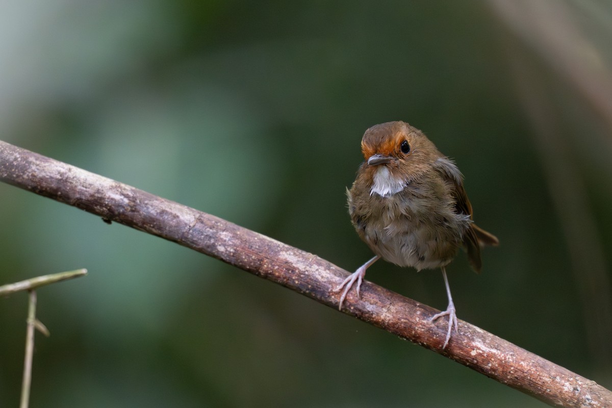 Rufous-browed Flycatcher - ML640512456