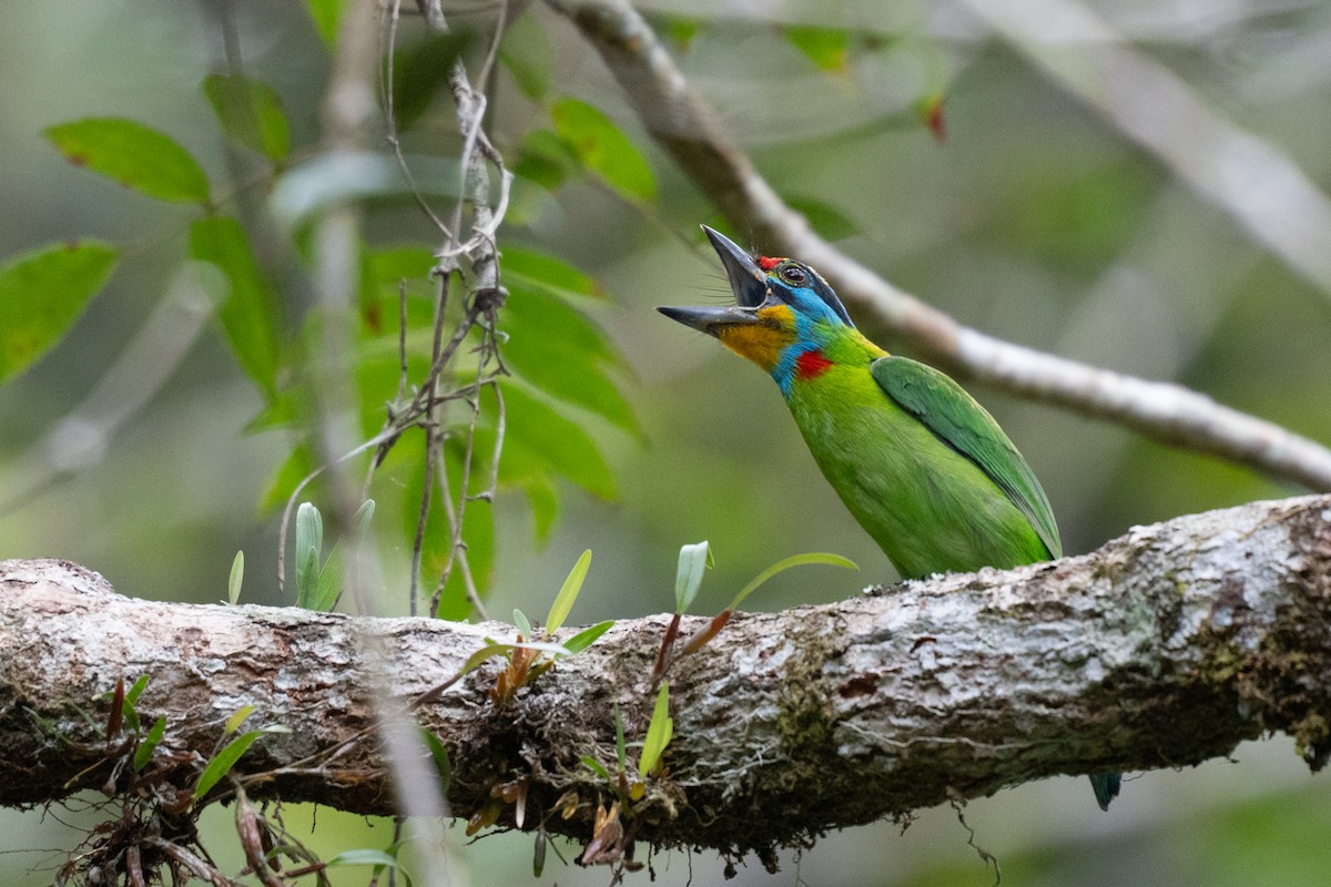 Black-browed Barbet - ML640512478