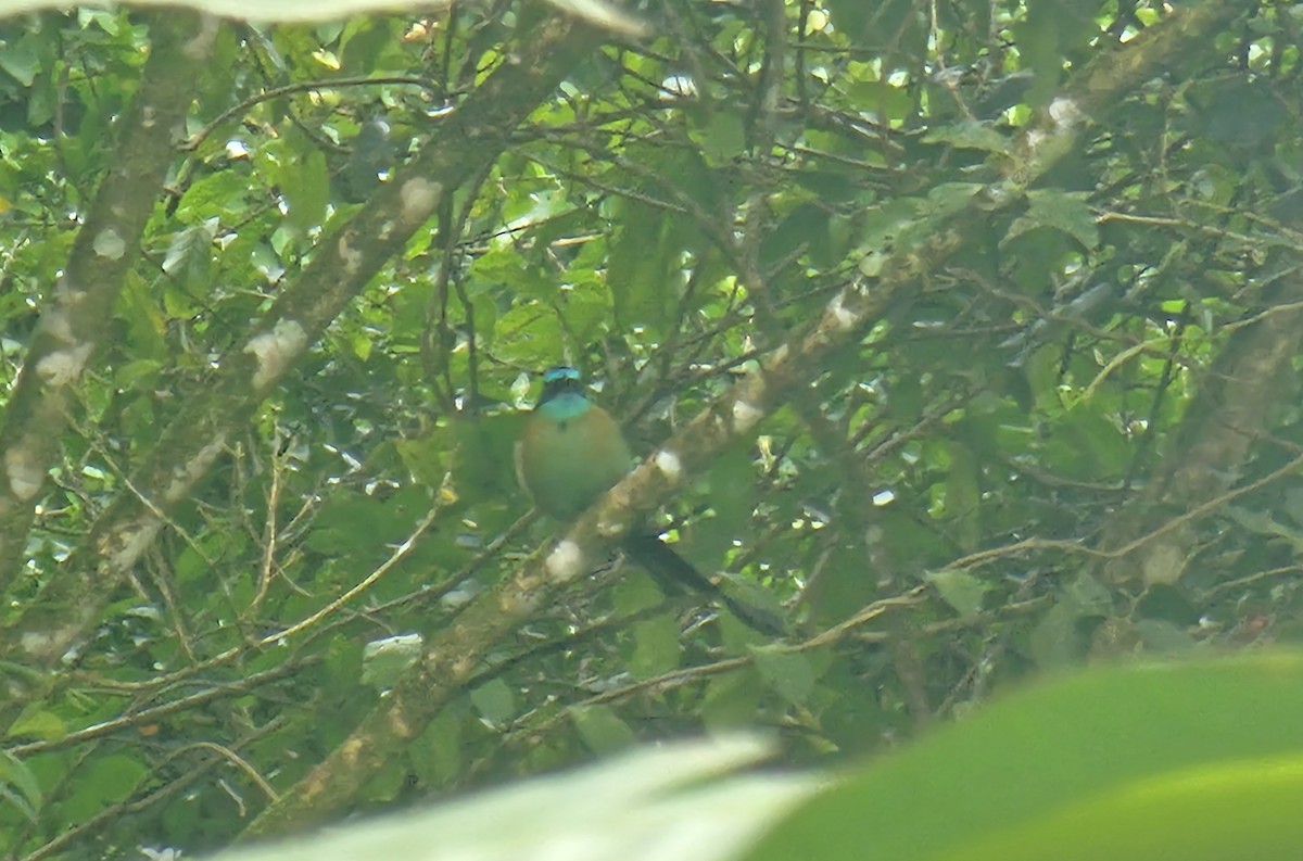 Lesson's Motmot - ML640512498