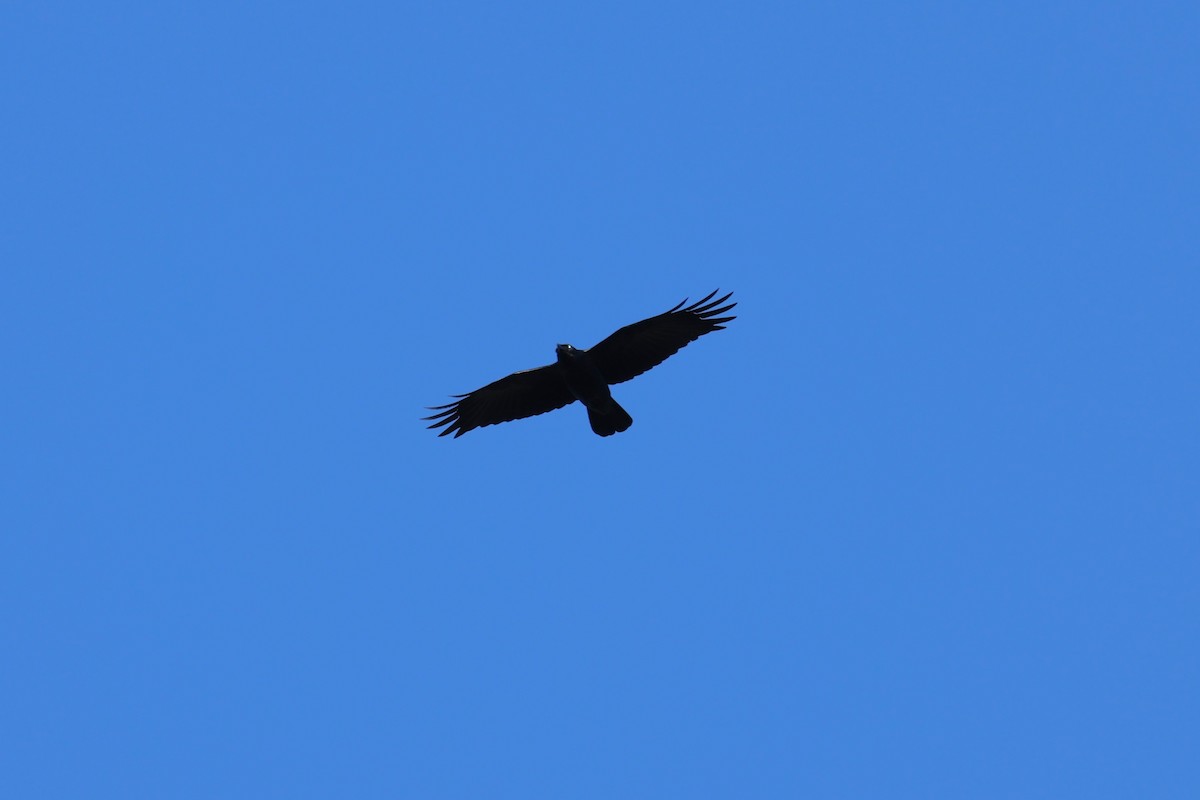 Forest Raven - ML640512576