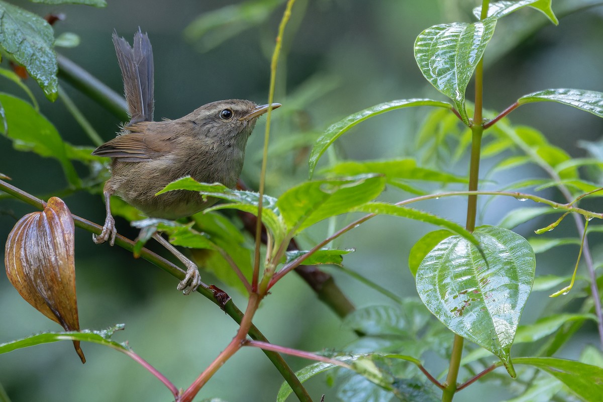 Aberrant Bush Warbler (Sunda) - ML640512675