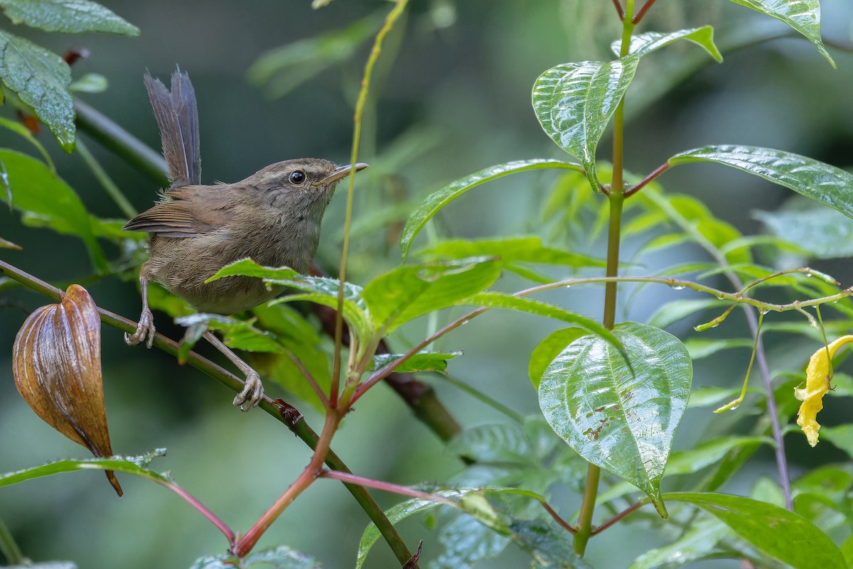 Aberrant Bush Warbler (Sunda) - ML640512676