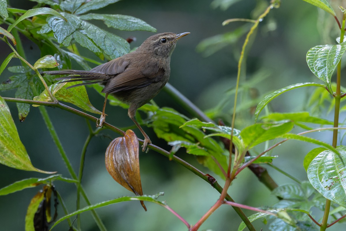 Aberrant Bush Warbler (Sunda) - ML640512677