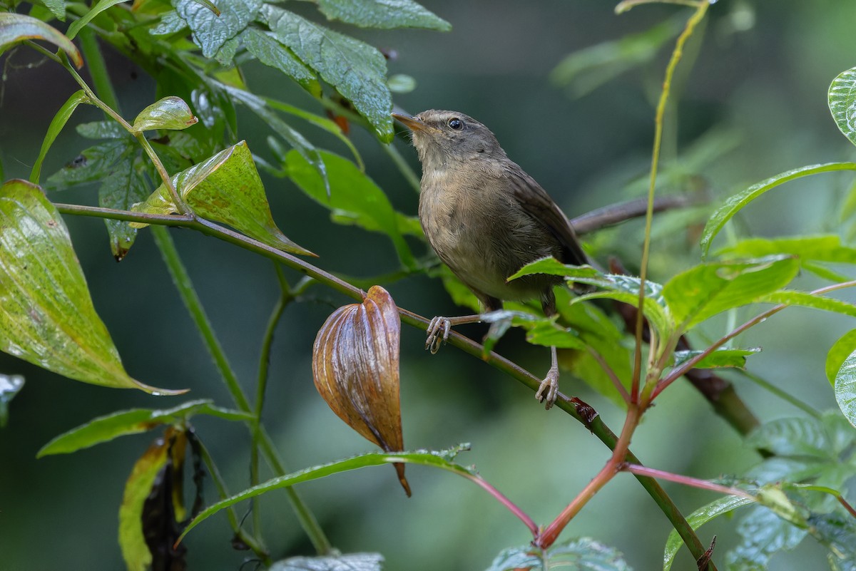 Aberrant Bush Warbler (Sunda) - ML640512678