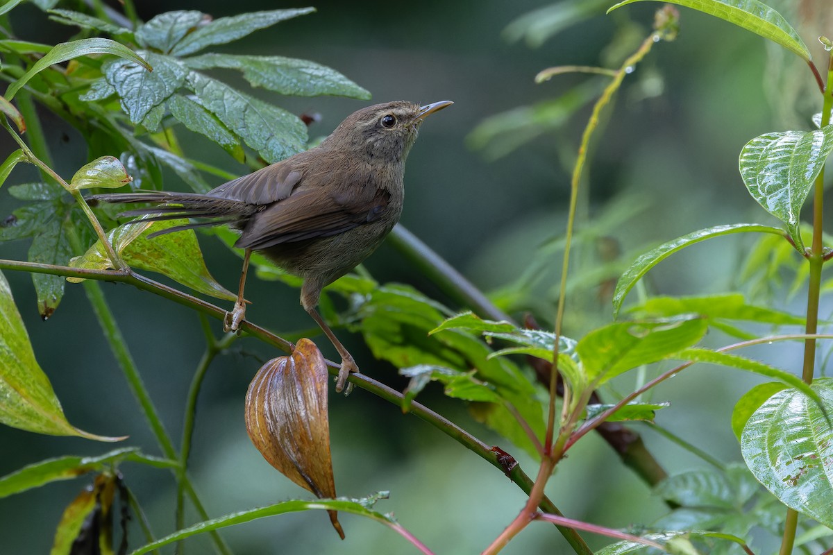 Aberrant Bush Warbler (Sunda) - ML640512679