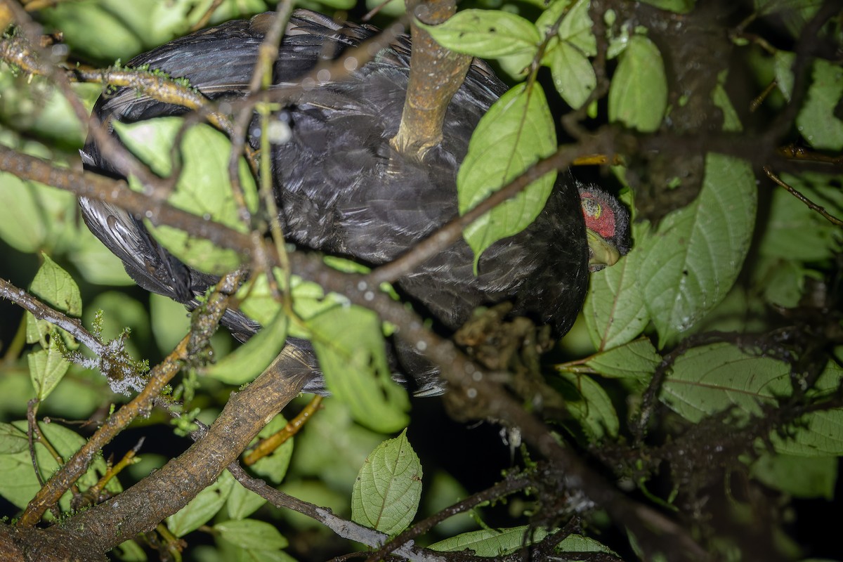 Salvadori's Pheasant (Salvadori's) - ML640512687