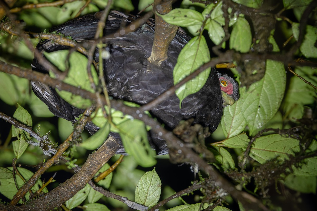 Salvadori's Pheasant (Salvadori's) - ML640512688