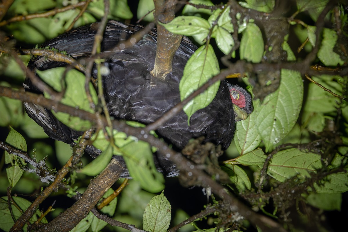 Salvadori's Pheasant (Salvadori's) - ML640512689