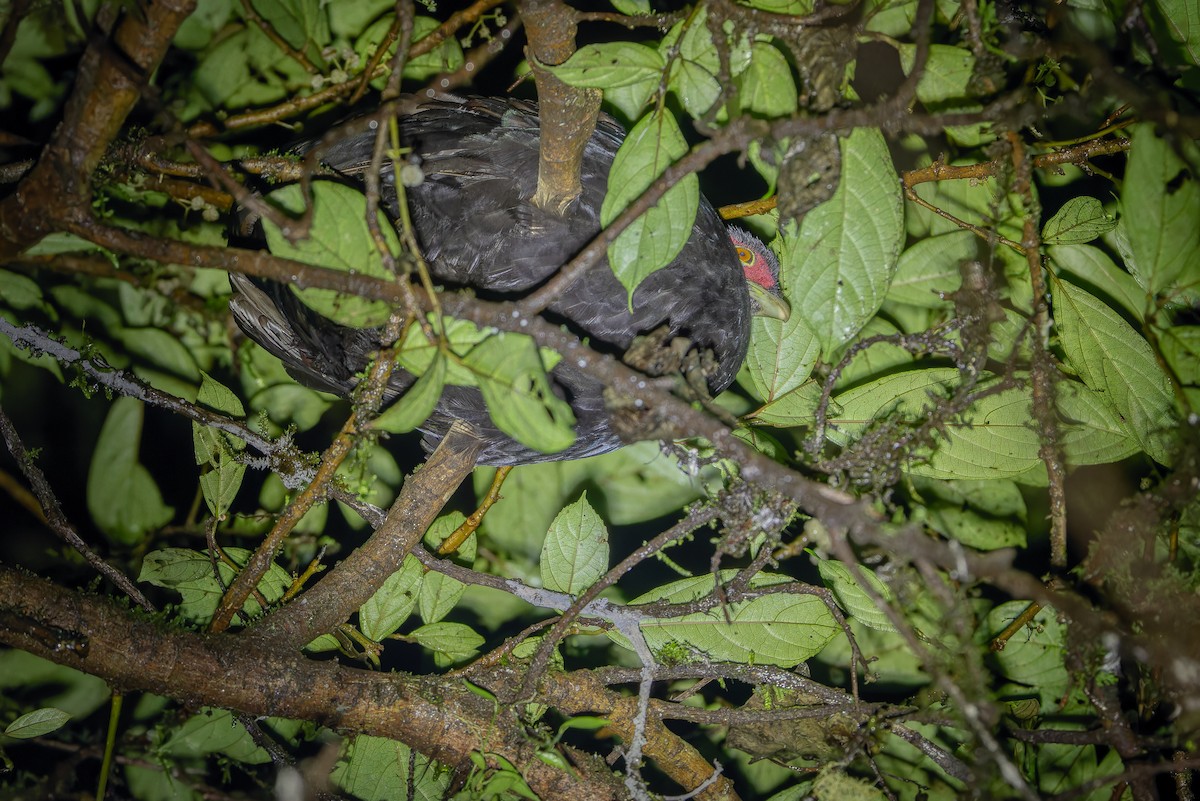 Salvadori's Pheasant (Salvadori's) - ML640512694